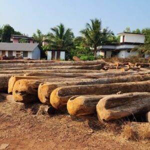 teak